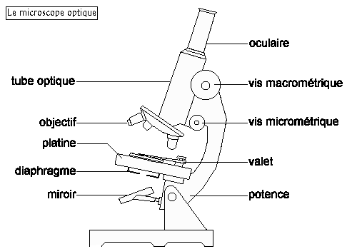 Sch ma D Un Microscope Optique ZDSVB