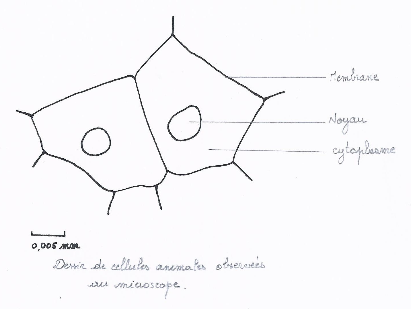 Faites Le Schéma Le Plus Légendé Possible D une Cellule Animale La cellule, le cours – Les cours de Max