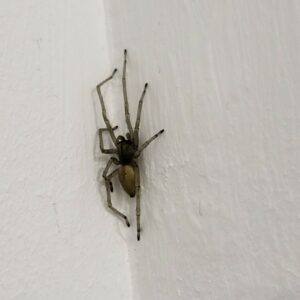 Faut-il avoir peur de l'araignée Cheiracanthium mildei?